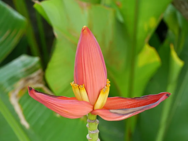 Bananen bloem — Stockfoto