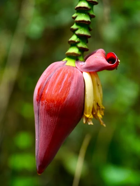Flor de banana selvagem . — Fotografia de Stock