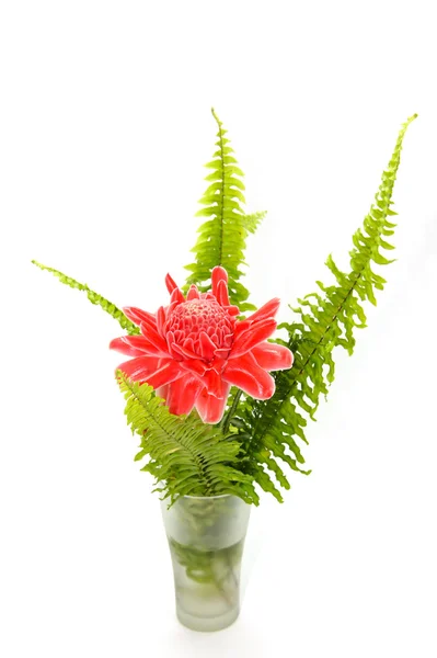 Piros virág a etlingera elatior — Stock Fotó