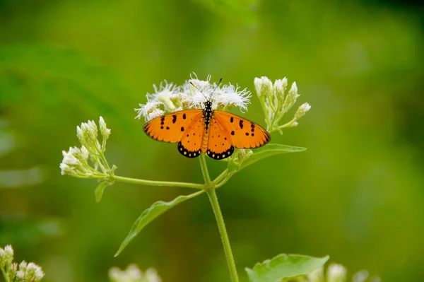 Бабочка на белом цветке — стоковое фото