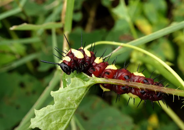 Worm eet bladeren. — Stockfoto