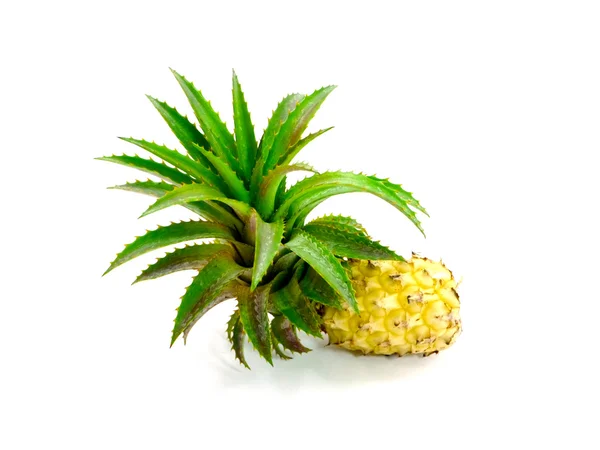 Pineapple plants isolated on white. — Stock Photo, Image