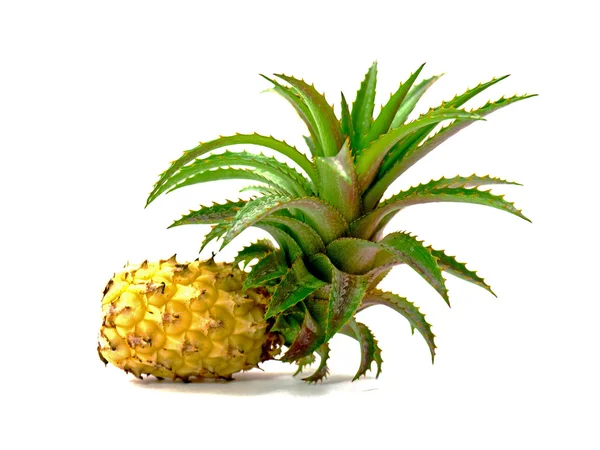 Pineapple plants isolated on white. — Stock Photo, Image