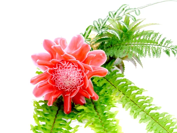 Fiore rosso di etlingera elatior — Foto Stock