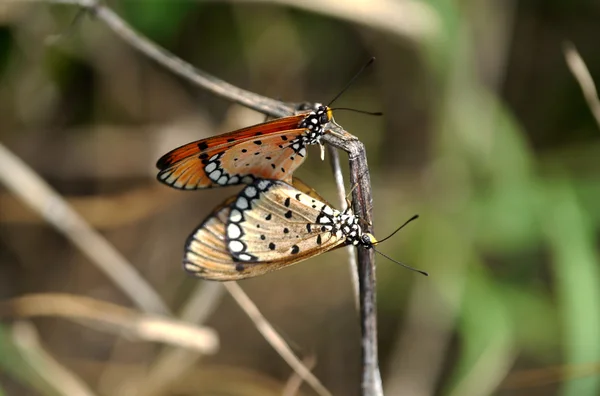 Farfalle accoppiamento in natura . — Foto Stock