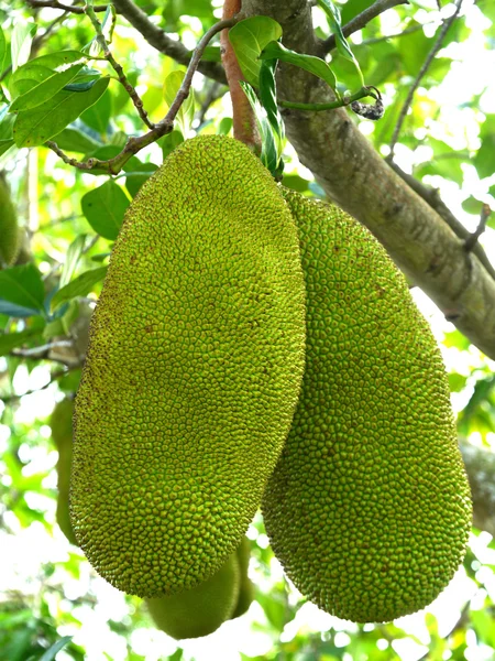 Ruwe nangka op de boom. — Stockfoto