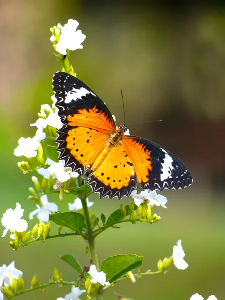 Fjäril på vit blomma i trädgården — Stockfoto