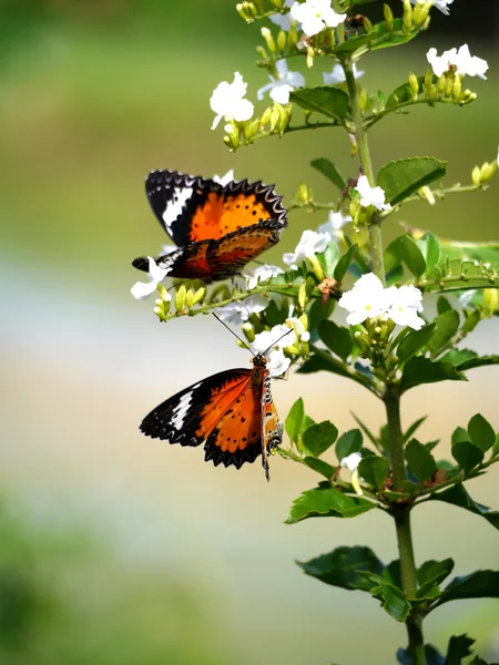 Mariposa sobre flor blanca en el jardín — Foto de Stock