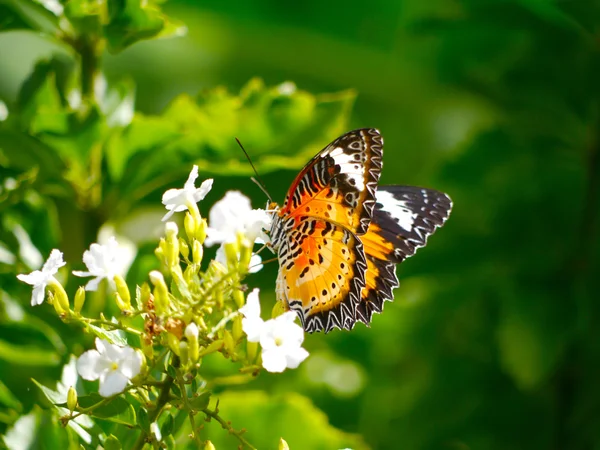 Бабочка на белом цветке в саду — стоковое фото