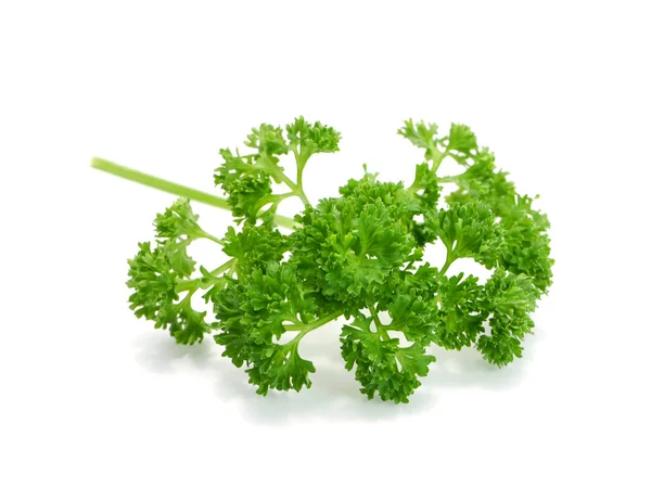 Green leaves of parsley isolated on white background — Stock Photo, Image