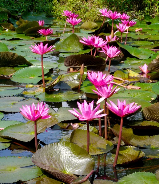 Grupo de lótus rosa. (lírio de água ) — Fotografia de Stock