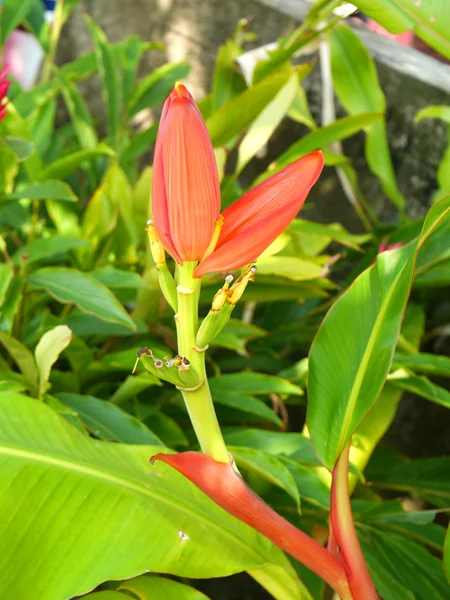 Flor de banana vermelha — Fotografia de Stock