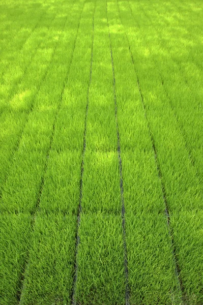 Mudas para plantio de arroz com máquinas . — Fotografia de Stock