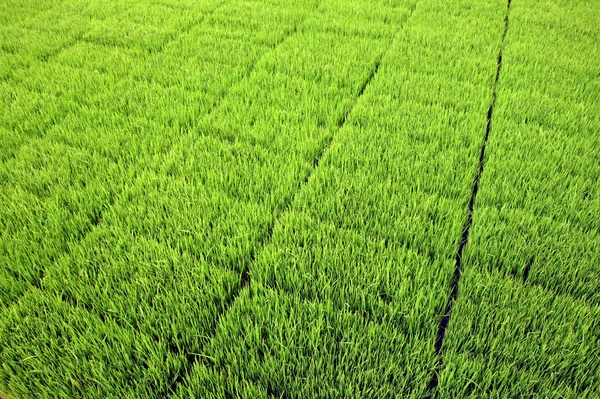 Piantine per la piantagione di riso con macchine . — Foto Stock