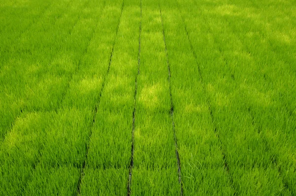 Mudas para plantio de arroz com máquinas . — Fotografia de Stock