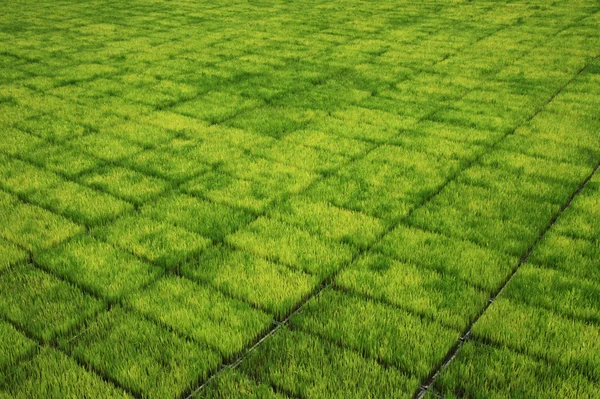 Plántulas para plantar arroz con máquinas . —  Fotos de Stock