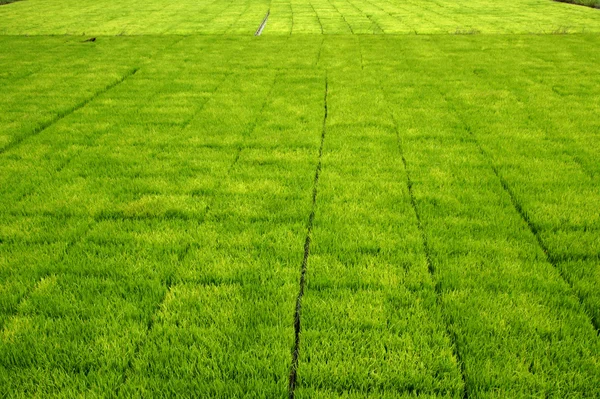 Mudas para plantio de arroz com máquinas . — Fotografia de Stock