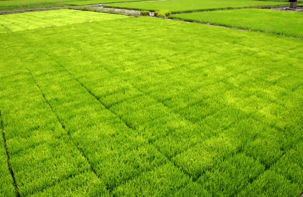 マシンと田植えの苗. — ストック写真