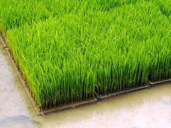 Seedlings for planting rice with machines. — Stock Photo, Image