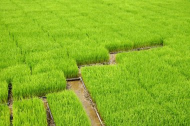 pirinç makineleri ile dikim fidan.