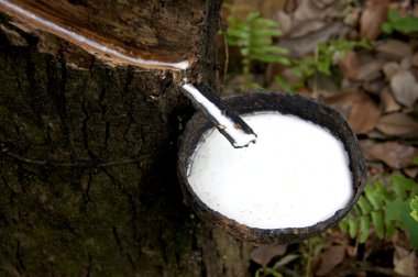 kauçuk lateks kauçuk ağaçları.