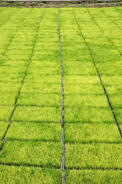 Seedlings for planting rice with machines. — Stock Photo, Image