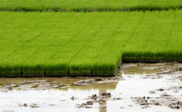 Piantine per la piantagione di riso con macchine . — Foto Stock