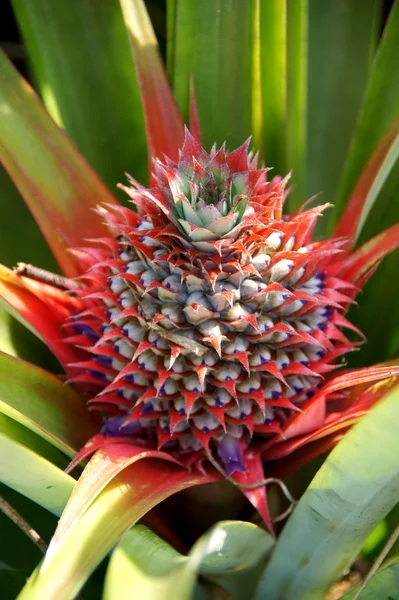 Flowers of pineapple. — Stock Photo, Image