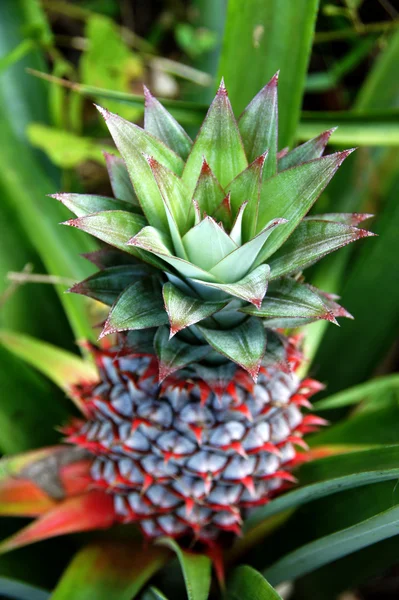 Flowers of pineapple. — Stock Photo, Image