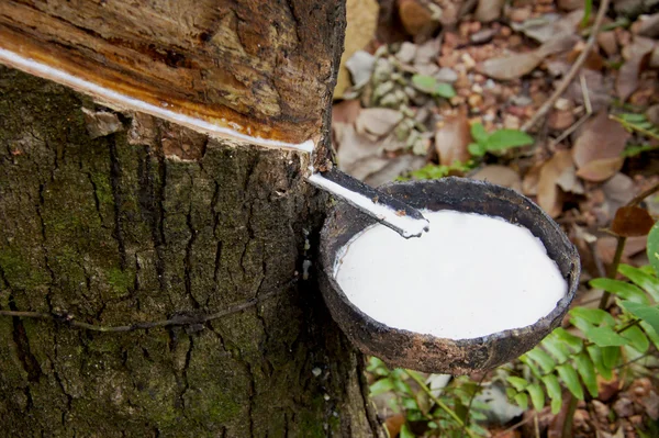 Rubber Latex of rubber trees. — Stock Photo, Image