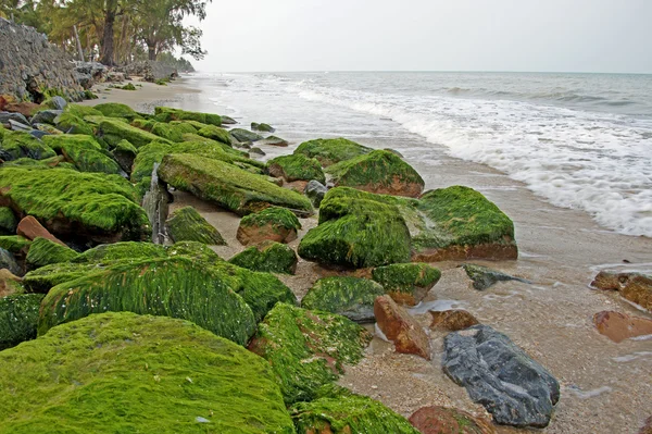 Algues vertes sur les rochers bord de mer . — Photo