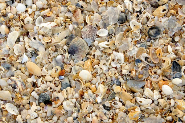 Conchas en la playa — Foto de Stock