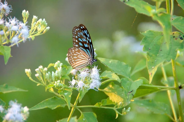 Mariposa sobre flor blanca. —  Fotos de Stock