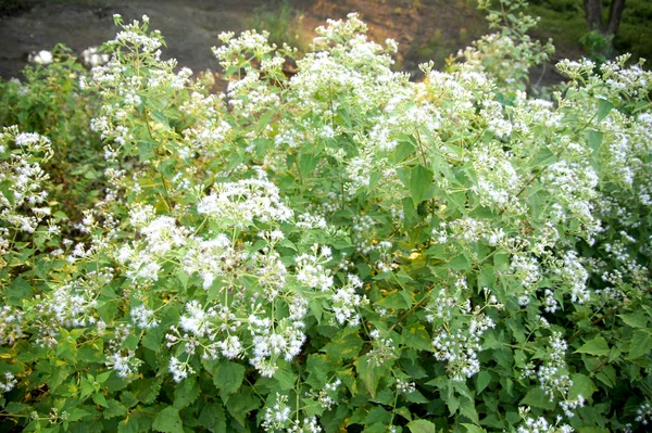 Vit blomma i trädgården — Stockfoto