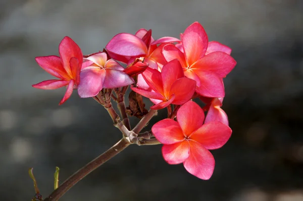 Красные цветы франджипани . — стоковое фото