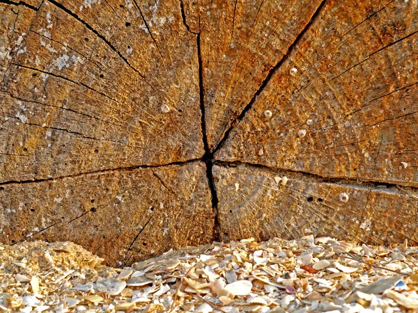 Textura de viejo muerto el árbol —  Fotos de Stock