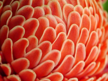 etlingera elatior tropikal kırmızı çiçek