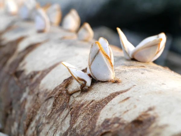 Goose barnacles on lumber — Stock Photo, Image