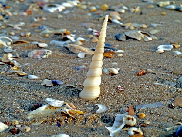 Shells on beach — Stock Photo, Image