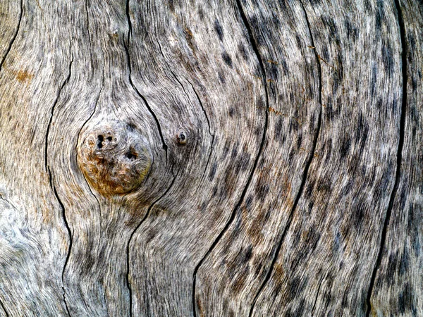 Текстура старого мертвого дерева — стоковое фото