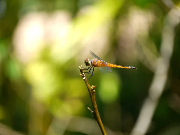 休息的红蜻蜓 — 图库照片