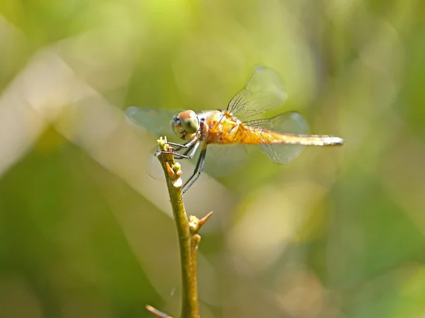 Resting red dragonfly — Zdjęcie stockowe