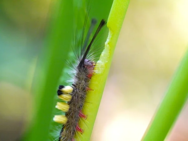 Hairy Worm eating leaves. — Stock Photo, Image