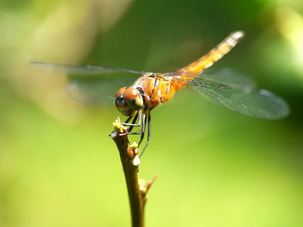 Resting red dragonfly — Zdjęcie stockowe