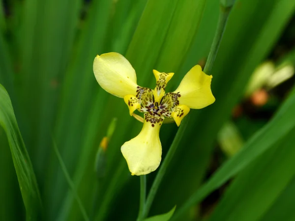Iris gialli nel giardino — Foto Stock