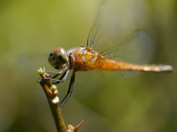 Libélula vermelha em repouso — Fotografia de Stock