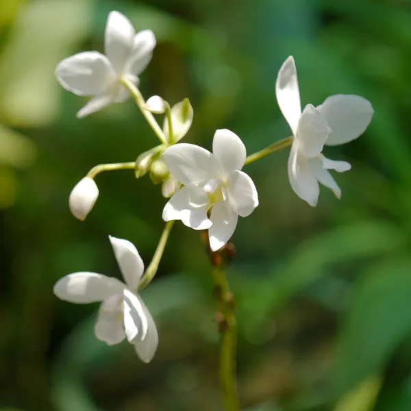 Orchidée blanche dans le jardin — Photo