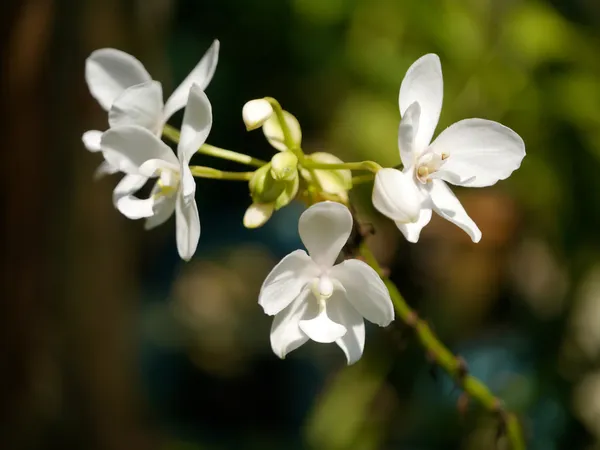 Biała orchidea w ogrodzie — Zdjęcie stockowe