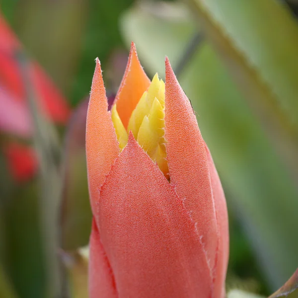 Bromeliad flowers — Stock Photo, Image