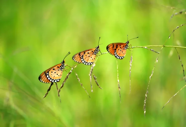 Tres mariposas sobre hierba . — Foto de Stock